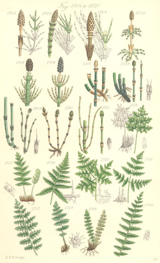 WILD FLOWERS. Horse-tail; Equisetum; Polypody; Woodsia; Marsh Fern. SOWERBY 1890